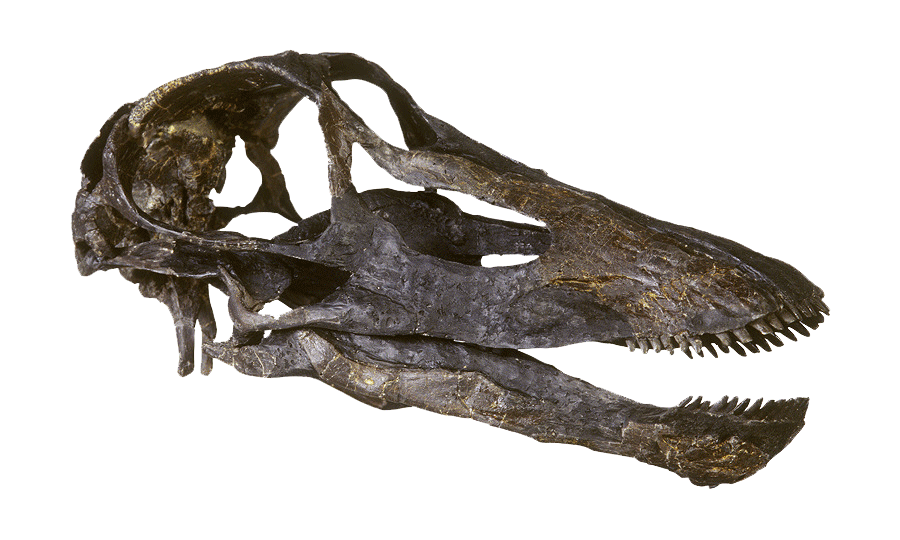 crane seismosaurus