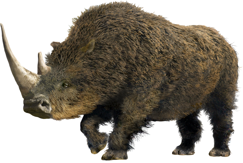 rhinoceros