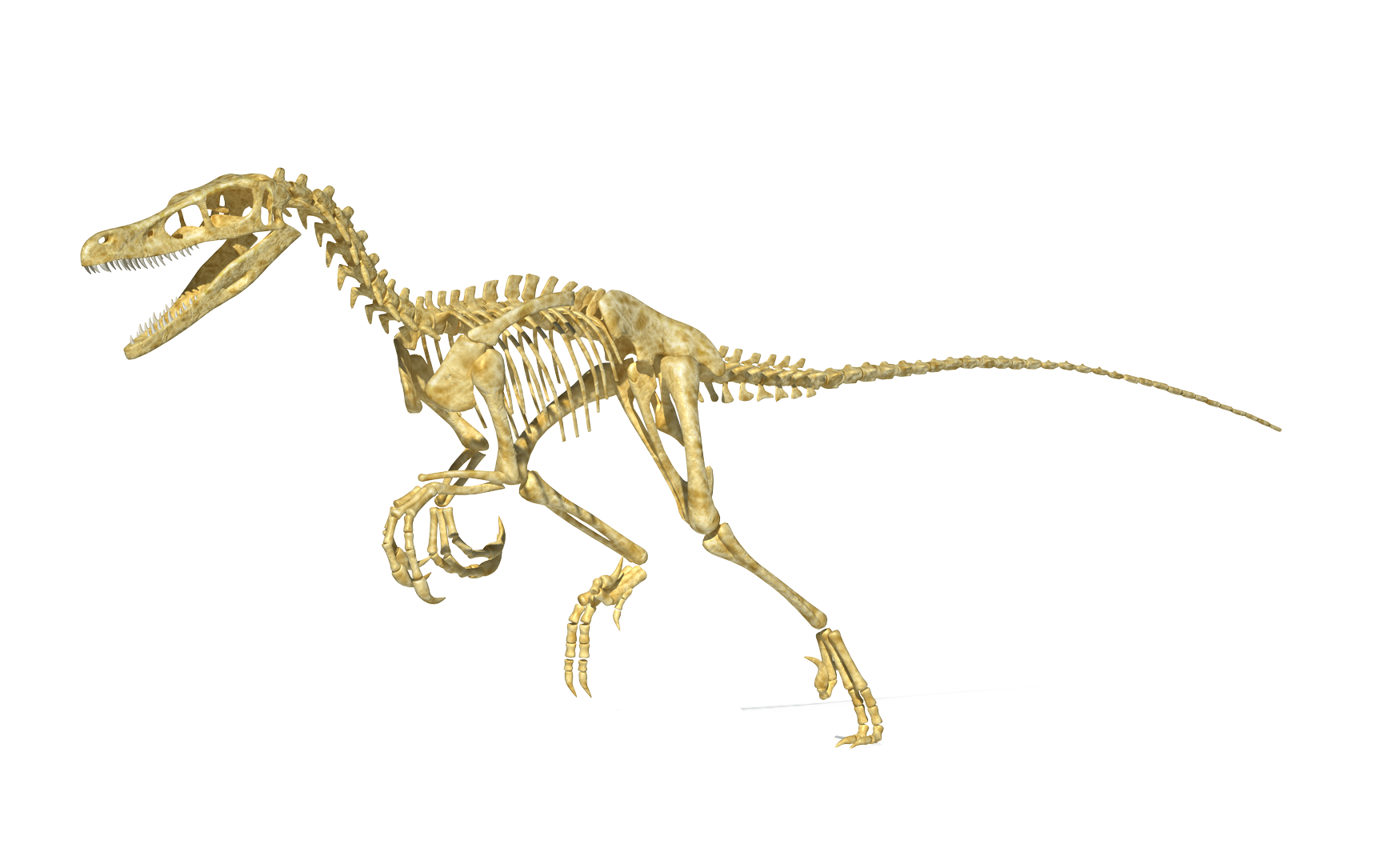 Crane Tyrannosaurus-rex